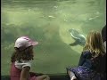 Humboldt Penguins