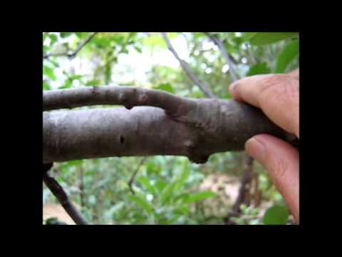 how to replant a tree branch