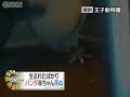 残念な事に、生後３日目のパンダの赤ちゃんが死亡しました。原因は、充分に母乳が飲めず衰弱したか、母パンダの体で圧迫されたのではないかとのことです。昨年も妊娠したものの死産となってしまい、タンタンにとって２年続けて非常に悲しい結果になってしまいました・・Baby Panda died at 3days after birth.Probably, baby could not drink mother's milk　or pressed to mother's body.