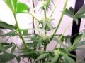 aerogarden marijuana grow ( g-13 ) week 8