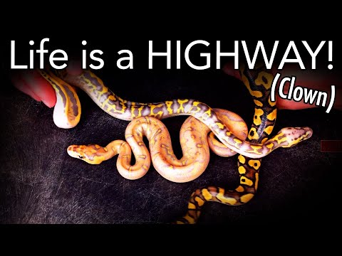 YouTube reptile video