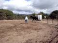 stormy natural horsemanship lesson 1 video 5