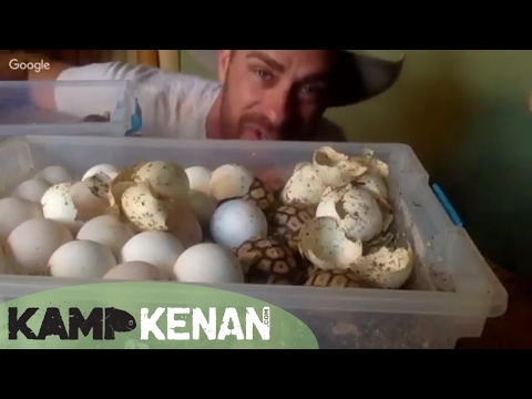 YouTube reptile video