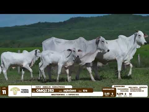 1� De Olho na Fazenda - Terra Nobre