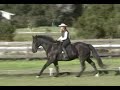 Merlin Competition Horse For Sale