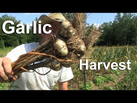 how to harvest and store garlic