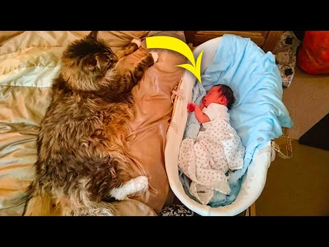 You Will Never Believe How This Maine Coon Cat Behaved When His Owners had a new born
