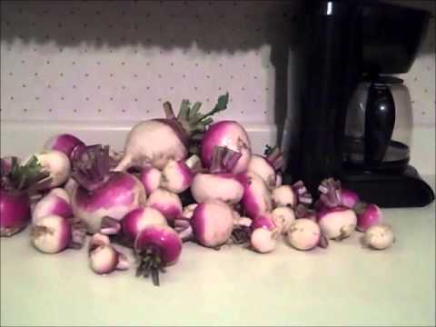 how to harvest turnips