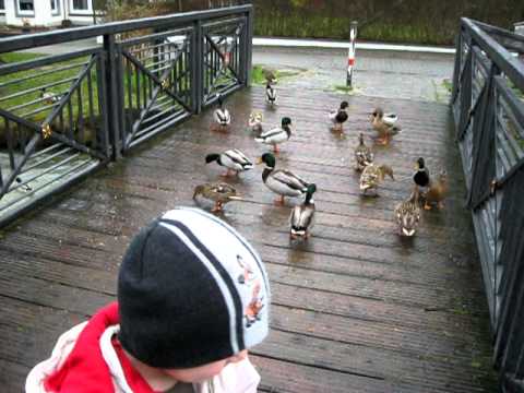 Enten füttern in Salzkotten