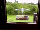 Blue Tit at window feeder