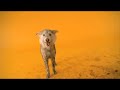 Pedigree Commercial - Mud Pedigree Commercial - Mud