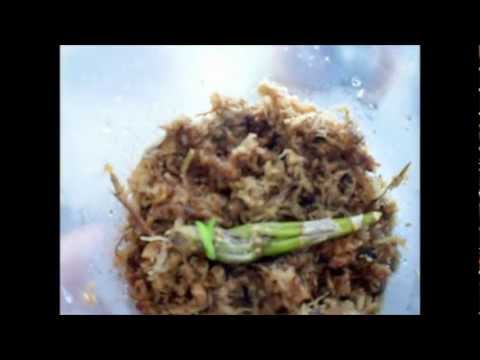 how to replant cut orchids