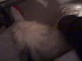 tigger and zeeke crazy acting dog