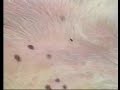 diagnosing flea infestation diagnosing flea infestation