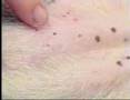 diagnosing flea infestation