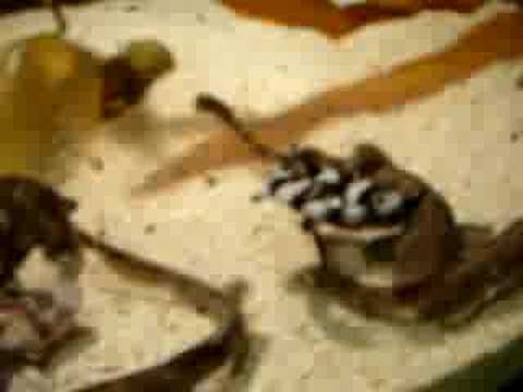 hong_kong-ocean_park-baby_bamboo_sharks.MOV
