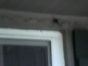 Biggest Spider Part 2
