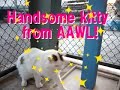 Harvey the cat from AAWL!