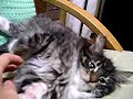 NFC kitten