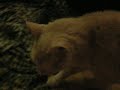 Kitty, resting