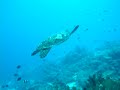 Similan Islands - Richelieu Rock - Marine Life