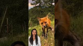 Minute Of Happy: This Wild Fox Loves To Listen To The Banjo l The Dodo #animals #wildlife #fox by The Dodo