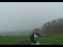 Real Outdoors TV / Thanksgiving Day Goose Hunt 07