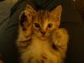 Cute Kitten Part.1