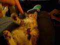 Cute Kitten Part.1