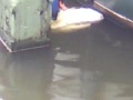 Swan trying to revive its dead mate ? ??