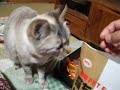 Click here to watch this video かつおぶしを食うねこ
