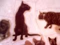 Ava Mae Cat Video