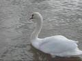 Zooz Mute Swans