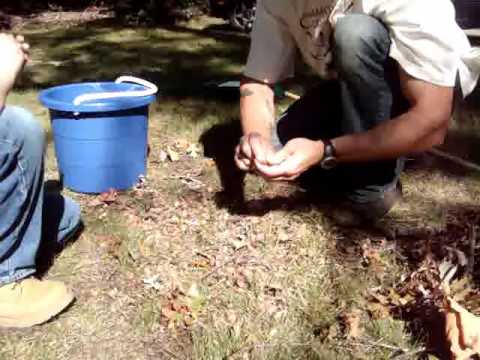 how to harvest acorns