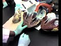 physiology