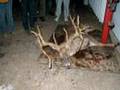 Dan Miller Buck