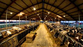 Cow-Lapse, Timelapse, Zeitraffer by Mike Schwinum - Fotografie