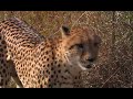 Africas Super Seven -Discovery (HD) 5/6