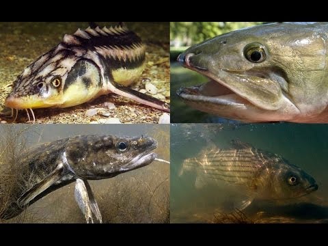 5 strange North American Fish you've probably never heard of.
