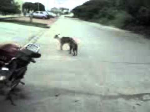 pelea perros