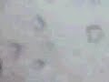 Waves Hits Cruise Ship And Kills 2 People 3310
