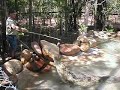 Killer Aussie Croc Killer Aussie Croc