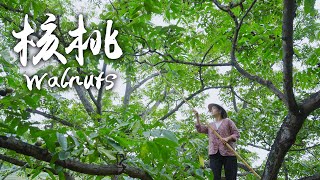 Walnuts 核桃 – harvesting and preparing