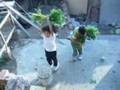 videos de el baile de la alfalfa