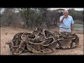 The Puff Adder