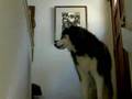 Large Siberian Husky Hungry Like A Wolf