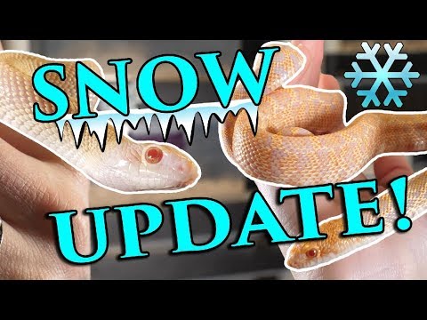 YouTube reptile video