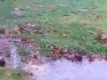videos de fugler.mov
