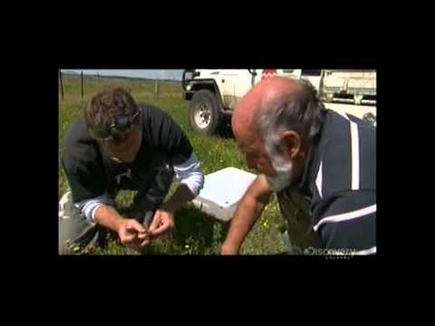 how to make a collect call from australia to nz