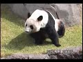 Giant Panda 001- B